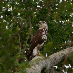 Buteo nitidus