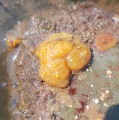 Polyclinum aurantium