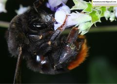 Bombus ignitus
