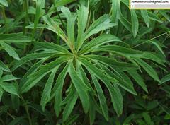 Syneilesis aconitifolia