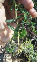 Asphondylia ceanothi