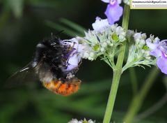 Bombus pyrosoma