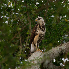 Buteo nitidus