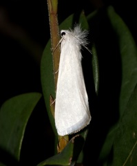 Scirpophaga praelata