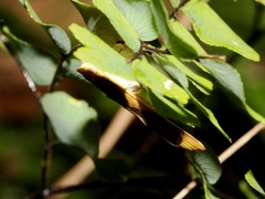 Prooedema inscisalis