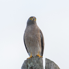 Rupornis magnirostris