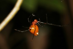 Argyrodes miniaceus