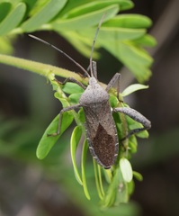 Mictis tenebrosa