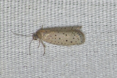 Yponomeuta multipunctella