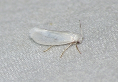 Prodoxus decipiens