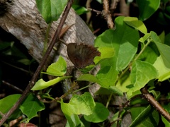 Mahathala ameria