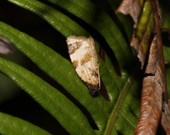 Neocalyptis liratana