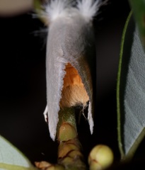 Scirpophaga praelata