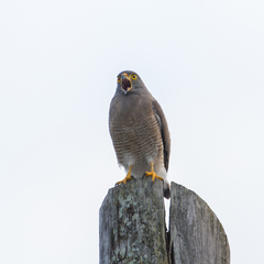 Rupornis magnirostris