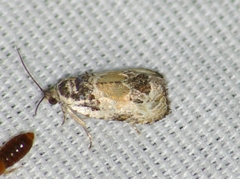 Olethreutes griseoalbana