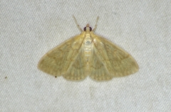 Crocidophora serratissimalis