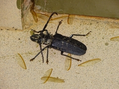 Tithoes maculatus
