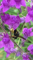 Ancistrocerus gazella