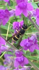 Ancistrocerus gazella