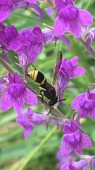 Ancistrocerus gazella