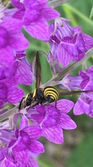 Ancistrocerus gazella