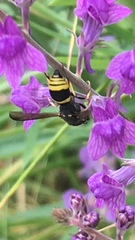 Ancistrocerus gazella