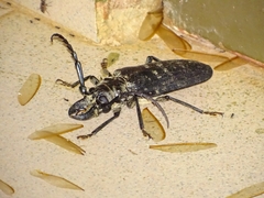 Tithoes maculatus