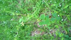 Rhynchosia difformis