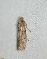 Sciota virgatella