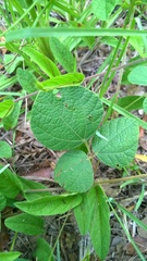 Rhynchosia difformis