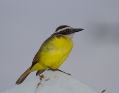 Pitangus sulphuratus