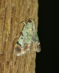Epipaschia superatalis