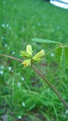 Rhynchosia difformis