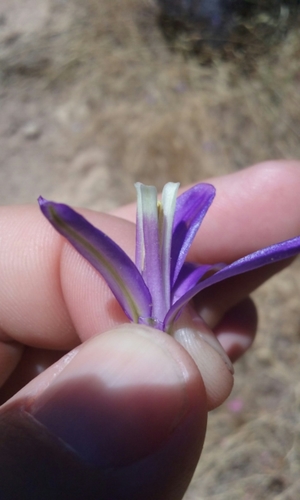 Image of Brodiaea leptandra by no rights reserved