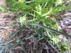 Chaerophyllum nanhuense