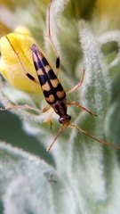 Strangalia luteicornis