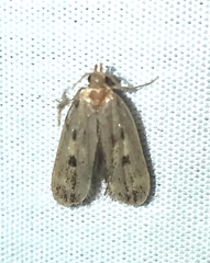 Martyringa latipennis