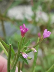 Epilobium ciliatum