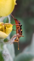 Strangalia luteicornis