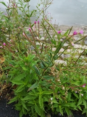 Epilobium ciliatum