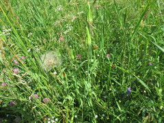 Tragopogon sibiricus