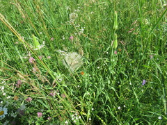 Tragopogon sibiricus