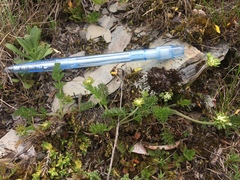 Chaerophyllum nanhuense