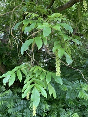 Pterocarya fraxinifolia