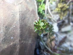 Chaerophyllum nanhuense