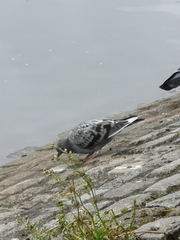 Columba livia domestica