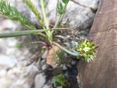 Chaerophyllum nanhuense