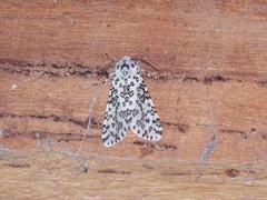 Alpenus maculosa