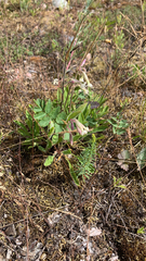 Silene nutans