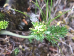 Chaerophyllum nanhuense